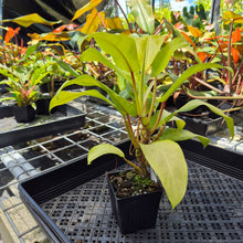 Load image into Gallery viewer, Philodendron Thai Sunrise, Exact Plant Variegated Ships Nationwide
