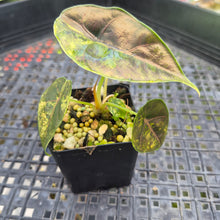 Load image into Gallery viewer, Alocasia Azlanii Aurea variegated , Exact Plant Ships Nationwide
