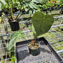 Load image into Gallery viewer, Anthurium Magnificum X Crystalinum AFF noid, exact plant, Fedex 2day*

