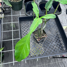 Load image into Gallery viewer, Philodendron Joepii, Exact Plant Ships Nationwide

