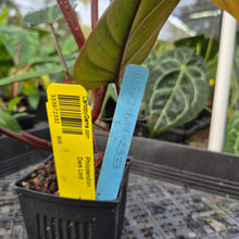 Load image into Gallery viewer, Philodendron Dark Lord, Exact Plant Ships Nationwide
