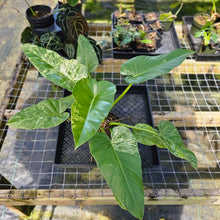Load image into Gallery viewer, Philodendron Giganteum, Exact Plant Variegated
