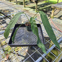 Load image into Gallery viewer, Anthurium Spectabile, Exact Plant
