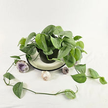 Load image into Gallery viewer, Scindapsus Silver Hero, Exact Plant multi pot of 9 Ships Nationwide
