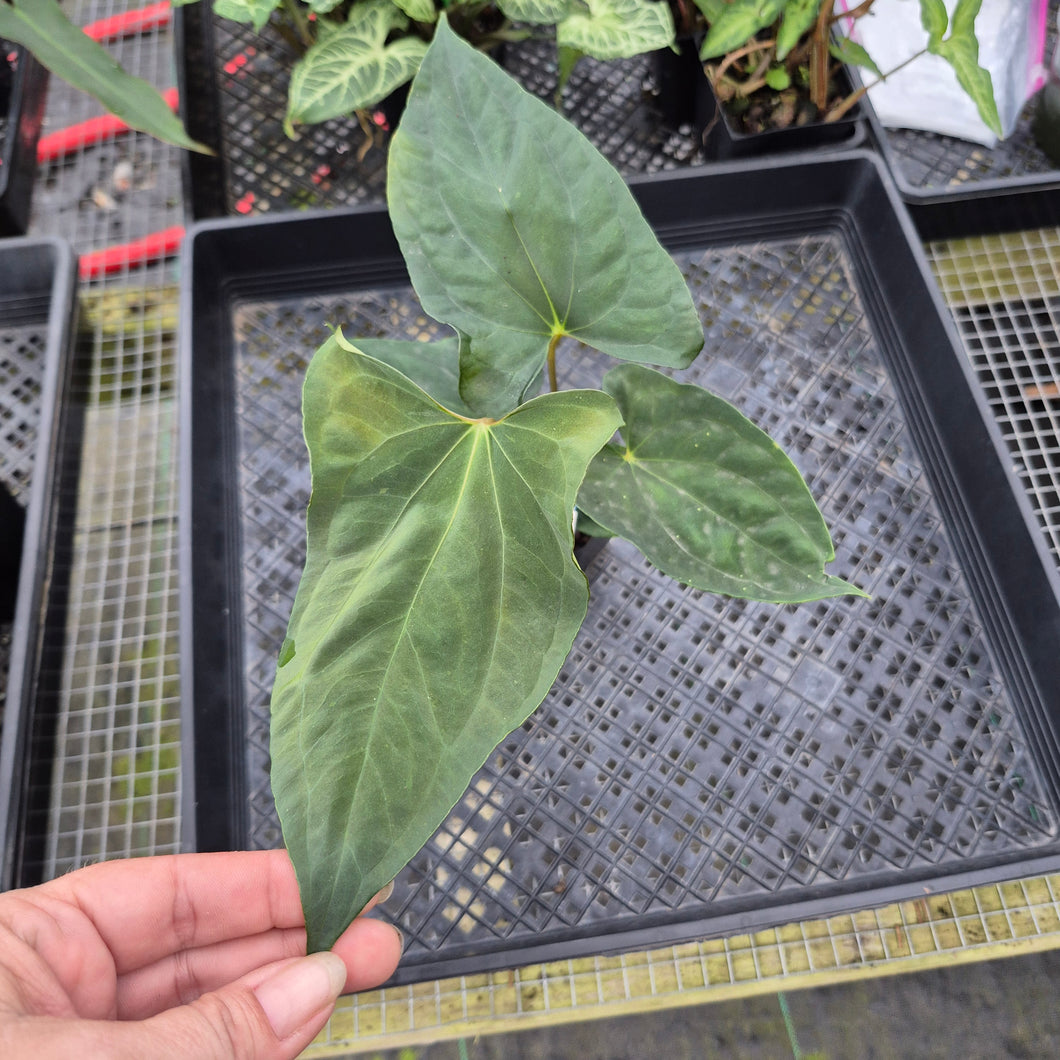 Anthurium Papillilaminum Fort Sherman, Exact Plant Ships Nationwide