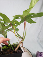 Load image into Gallery viewer, Florida Ghost, exact plant, Philodendron, ships nationwide
