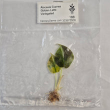 Load image into Gallery viewer, Alocasia Cuprea Golden Latte Variegated tissue culture 2DayAir
