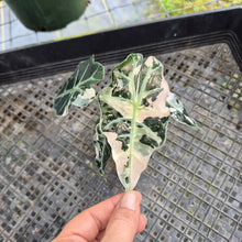 Load image into Gallery viewer, Alocasia Polly Snowflake Pink Variegated, Exact Plant Ships Nationwide.
