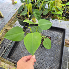 Load image into Gallery viewer, Philodendron Microstictum, Exact Plant Ships Nationwide
