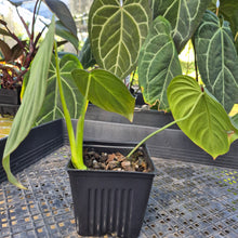 Load image into Gallery viewer, Philodendron Glorious, Exact Plant Ships Nationwide
