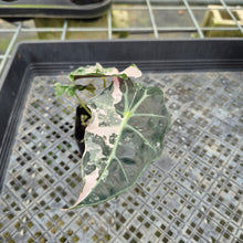 Load image into Gallery viewer, Alocasia Polly Snowflake Pink variegated exact plant, Fedex 2day*
