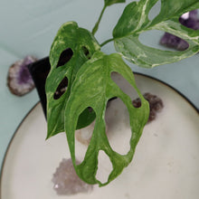 Load image into Gallery viewer, Variegated Monstera Adansonii Mint Indonesia Shipped Nationwide
