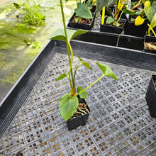 Load image into Gallery viewer, Anthurium Papillilaminum Fort Sherman X ( FS X Ralph Lynam), Exact Plant Ships Nationwide
