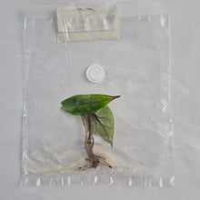 Load image into Gallery viewer, Alocasia Heterophylla Metallic Blue Aurea Variegated tissue culture 2DayAir
