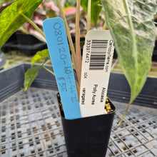 Load image into Gallery viewer, Alocasia Polly Aurea variegated exact plant, Fedex 2day*
