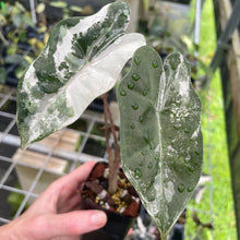 Load image into Gallery viewer, Alocasia Psuedosanderiana pink Variegated 2.5" pot, Fedex 2day*
