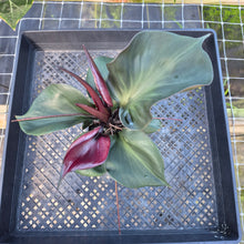 Load image into Gallery viewer, Philodendron Red Heart, Exact Plant Ships Nationwide
