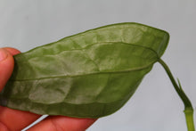 Load image into Gallery viewer, Anthurium SP. Limon Exact Plant Ships Nationwide
