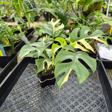 Load image into Gallery viewer, Rhaphidophora Tetrasperma Albo, Exact Plant Variegated Ships Nationwide
