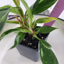 Load image into Gallery viewer, Philodendron White Princess Variegated 2.5&quot; starter pot, ships nationwide
