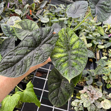 Load image into Gallery viewer, Alocasia Dragon Scale Mint, lower variegation 4" pot, Fedex 2day*
