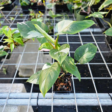 Load image into Gallery viewer, Philodendron White Princess, Exact Plant Variegated Ships Nationwide
