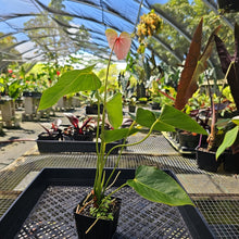 Load image into Gallery viewer, Anthurium Speckled Butterfly Shibori AFF, Exact Plant Variegated
