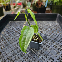 Load image into Gallery viewer, Anthurium Sp. Limon, Exact Plant Ships Nationwide
