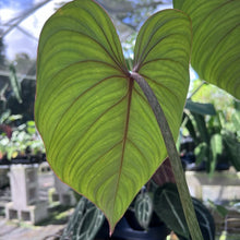 Load image into Gallery viewer, Philodendron Gloriosum, Pink Veined Back, Exact Plant Medium
