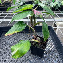 Load image into Gallery viewer, Philodendron White Princess, Exact Plant Variegated Ships Nationwide
