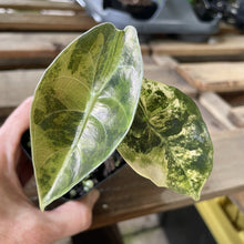 Load image into Gallery viewer, Alocasia Sedenii Aurea Variegated exact plant, Fedex 2day*

