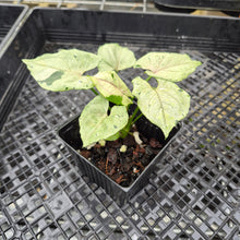 Load image into Gallery viewer, Syngonium Green Splash, Exact Plant Variegated Ships Nationwide
