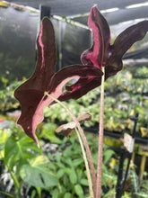 Load image into Gallery viewer, Alocasia Nobilis Pink variegated 2.5" pot, Fedex 2day*
