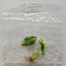 Load image into Gallery viewer, Alocasia Polly Snowflake Pink variegated tissue culture 2DayAir
