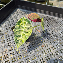 Load image into Gallery viewer, Alocasia Watsoniana Albo Pink variegated exact plant, Fedex 2day*
