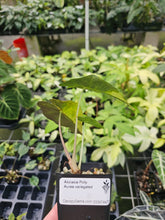 Load image into Gallery viewer, Alocasia Polly Aurea Sectoral Variegated 2.5" pot, Fedex 2day*
