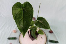 Load image into Gallery viewer, Anthurium Decipiens, exact plant, ships nationwide
