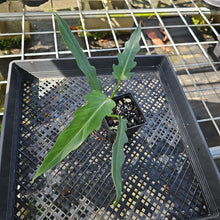 Load image into Gallery viewer, Philodendron Orchid Jungle, Exact Plant Ships Nationwide
