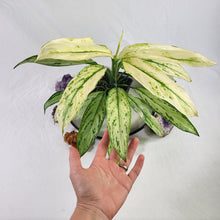 Load image into Gallery viewer, Aglaonema Ice Queen, Silver Queen, Exact Plant Variegated
