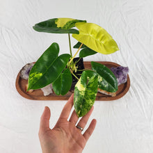 Load image into Gallery viewer, Philodendron Burle Marx, Exact Plant Variegated Ships Nationwide
