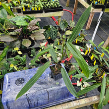 Load image into Gallery viewer, Philodendron Bicolor, Exact Plant Ships Nationwide
