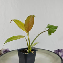 Load image into Gallery viewer, Philodendron Whipple Way, Exact Plant Variegated Ships Nationwide
