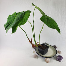 Load image into Gallery viewer, Philodendron Pastazanum, Exact Plant Large

