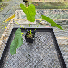 Load image into Gallery viewer, Anthurium Warocqueanum x noid, Exact Plant Ships Nationwide
