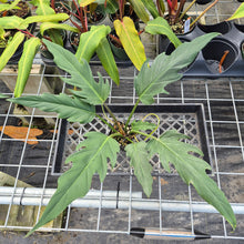 Load image into Gallery viewer, Philodendron Orchid Jungle, Exact Plant Ships Nationwide
