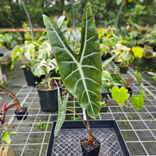 Load image into Gallery viewer, Alocasia Longiloba, Denudata, Exact Plant
