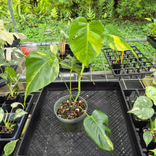 Load image into Gallery viewer, Monstera Borsigiana Aurea, Exact Plant Variegated Ships Nationwide
