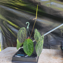 Load image into Gallery viewer, Anthurium Ace of Spades, Exact Plant Ships Nationwide
