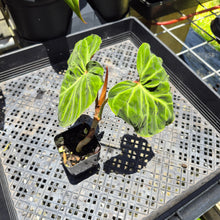 Load image into Gallery viewer, Philodendron Verrucosum Amazon Sunset, Exact Plant Ships Nationwide
