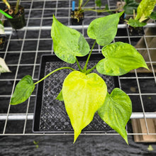 Load image into Gallery viewer, Alocasia Cucullata, Exact Plant Variegated 6&#39;&#39; pot Ships Nationwide
